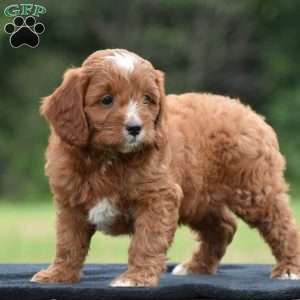 Joey, Cavapoo Puppy